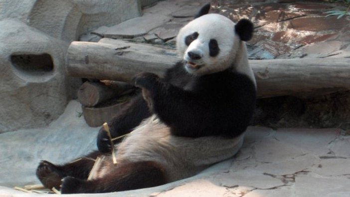 Tayland'ın ünlü pandası Lin Hui 22 yaşında öldü