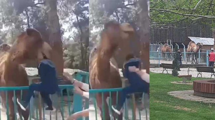 Yasak olmasına rağmen fazla yaklaştı, deve çocuğun kafasını kaptı! Hayvanat bahçesinde olay görüntüler