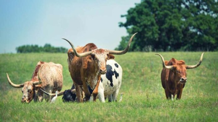 Teksas otoyollarında dilleri kesilmiş 6 ölü inek bulundu!