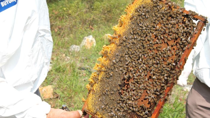 Arıcılara 55 ton arı yemi desteği