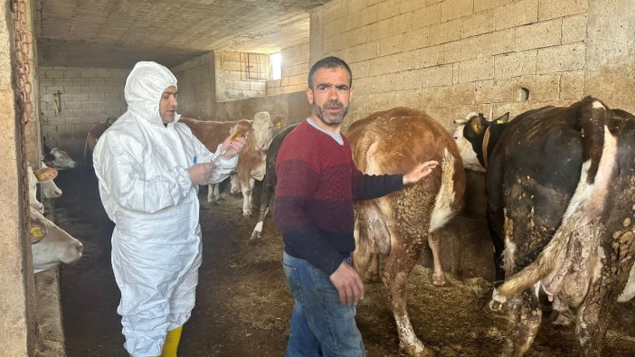 Siirt'te tedbir için kapatılan hayvan borsası tekrar açıldı