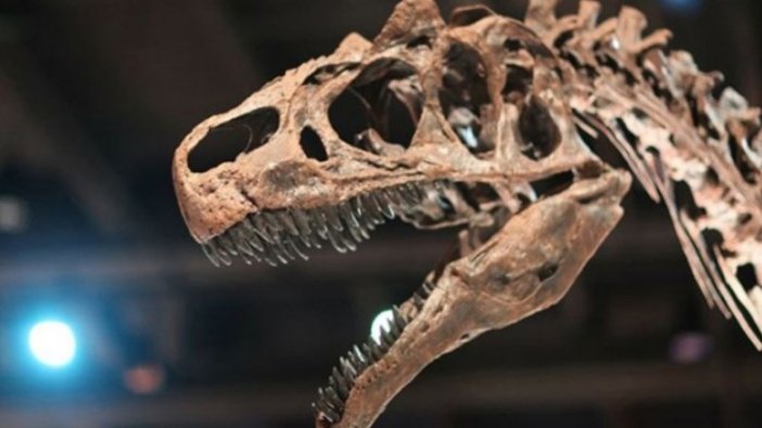 Yeni bir dinozor türü keşfedildi! Tam 4 metre...