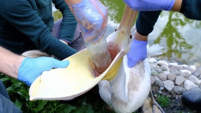 Doğal yaşam parkındaki pelikanın midesinden 'pet şişe' çıkarıldı