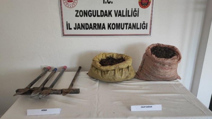 Zonguldak'ta toplanması yasak salep ele geçirildi