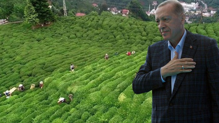 Erdoğan yaş çay alım fiyatını açıkladı: Zam kapıda!