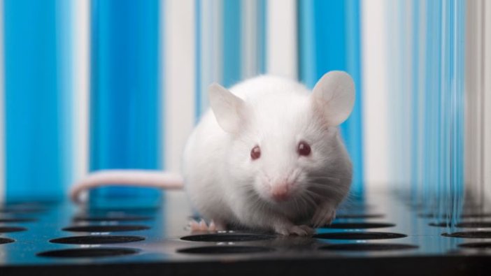 Bilim insanları farelerin gördüğü şeyi beyin sinyallerinden deşifre eden algoritma geliştirdi