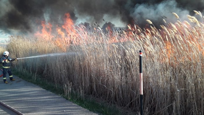 Van'da kuş türlerine ev sahipliği yapan sazlıkta yangın çıktı