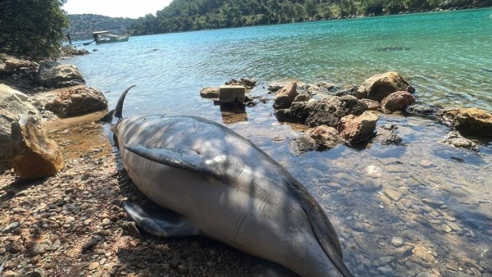 Bodrum Cennet koyda ölü Yunus balığı karaya vurdu