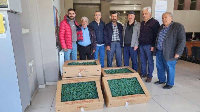 Tosya'da çiftçilere domates fidesi dağıtıldı