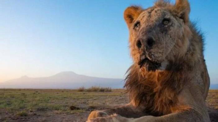 Dünya'nın en yaşlı aslanı insanlar tarafından vurularak öldürüldü