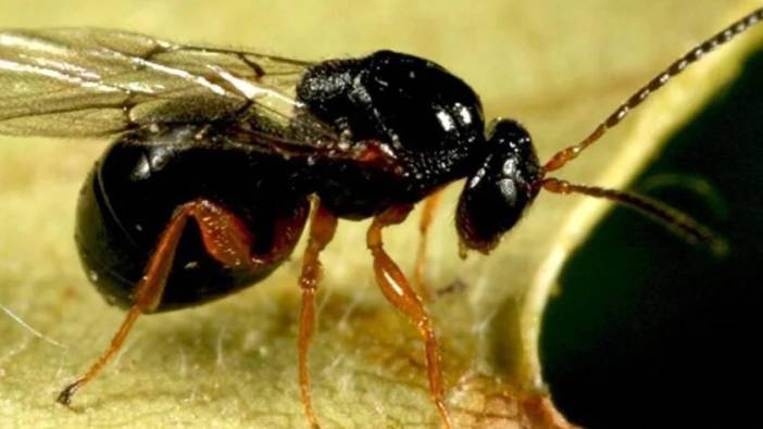 Kastamonu’da 'katil gal arısı' mücadelesi