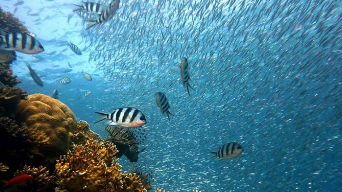 Sıcak hava dalgaları Büyük Set Resifi'ndeki mercanları öldürüyor