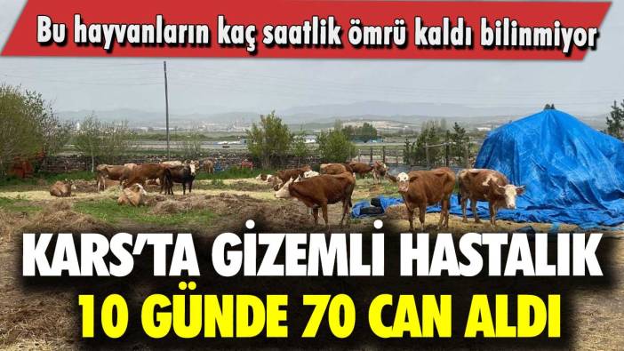 Kars’ta gizemli hastalık 10 günde 70 can aldı: Bu hayvanların kaç saatlik ömrü kaldı bilinmiyor