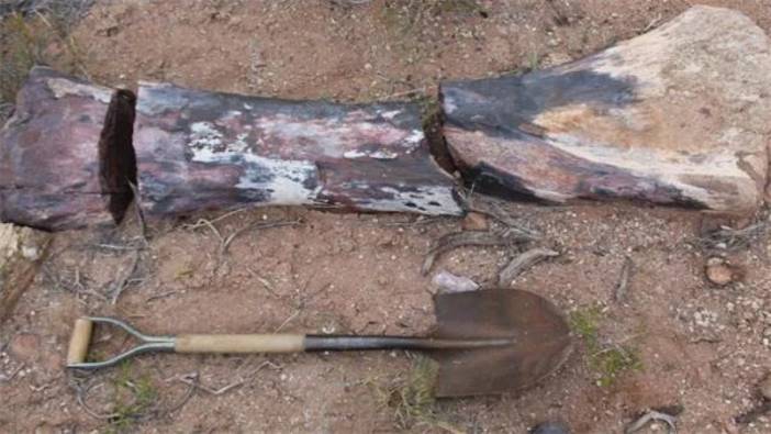 Arjantin’de bulunan dinozorun kemikleri asfalt yolu kırdı