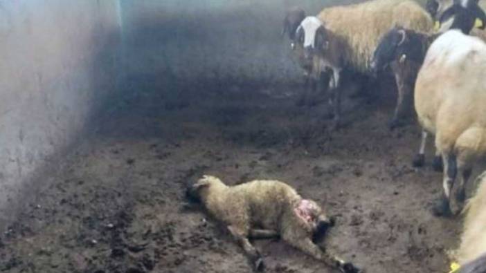 Çoban gözlerine inanamadı! 35 koyun telef oldu
