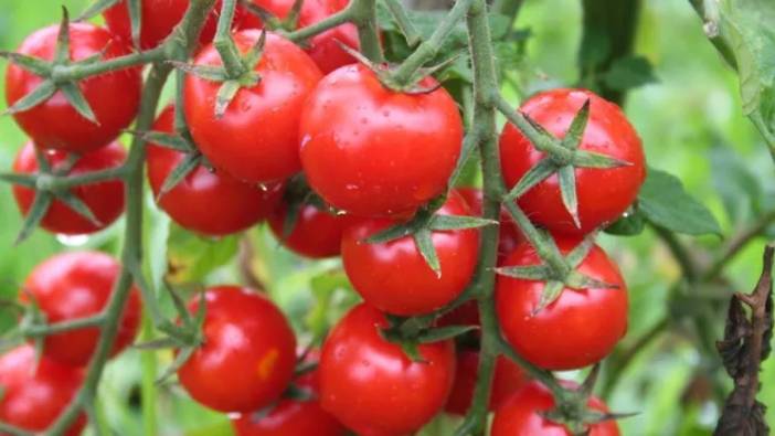 Rusya Türkiye'den domates ithalatını arttırdı