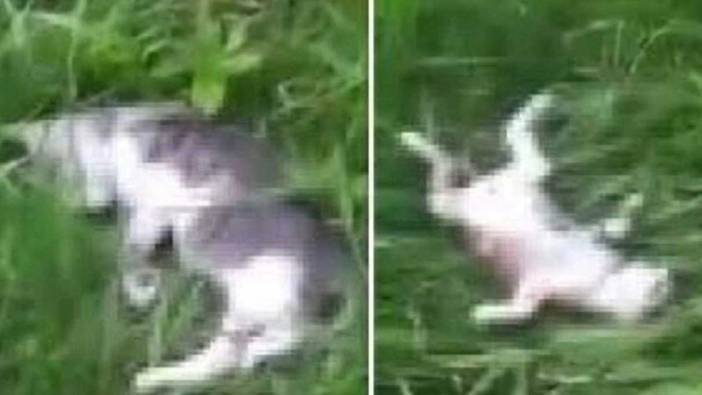 İstanbul Başakşehir'de vahşet! 20 kedi parçalanarak öldürüldü