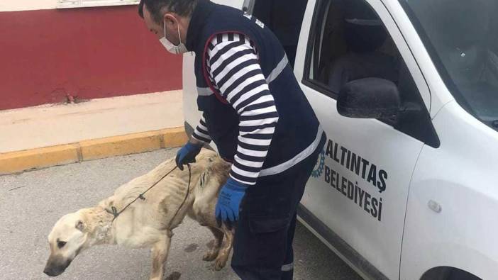 Altıntaş Belediyesi yaralı köpeği tedavi ettirdi