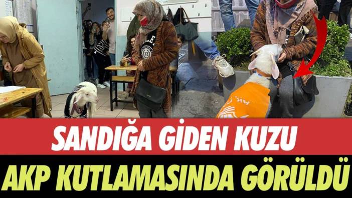 Sandığa giden kuzu AKP kutlamasında görüldü