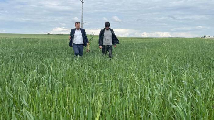 Yozgat’ta yağışlar nedeniyle ekili alanlarda hastalık riski oluştu