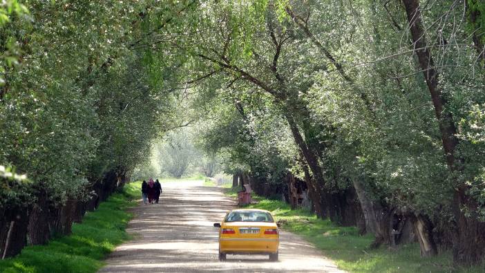 Yozgat’ın ağaç tünelli yolu görenleri hayran bırakıyor