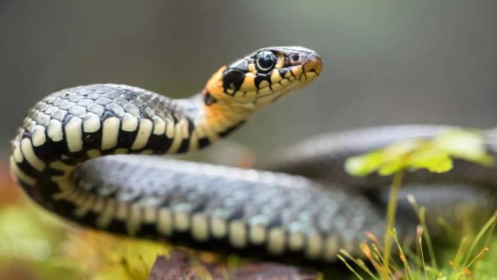 Kastamonu'da 1 metrelik yılan paniği: İtfaiye alarma geçti