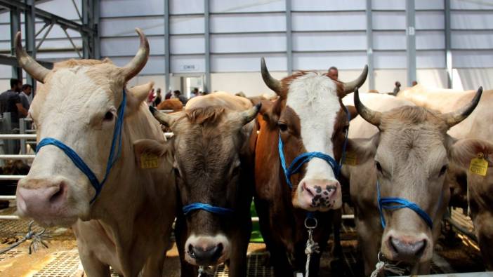 Kastamonu'da şap alarmı: Hayvan pazarı kapatıldı
