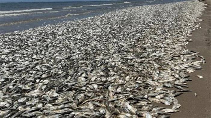 ABD’de binlerce balık kıyıya vurdu!