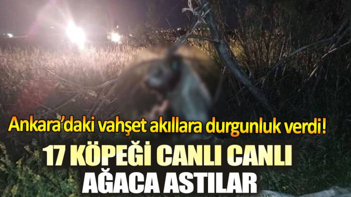 Ankara’daki vahşet akıllara durgunluk verdi! 17 köpeği canlı canlı ağaca astılar