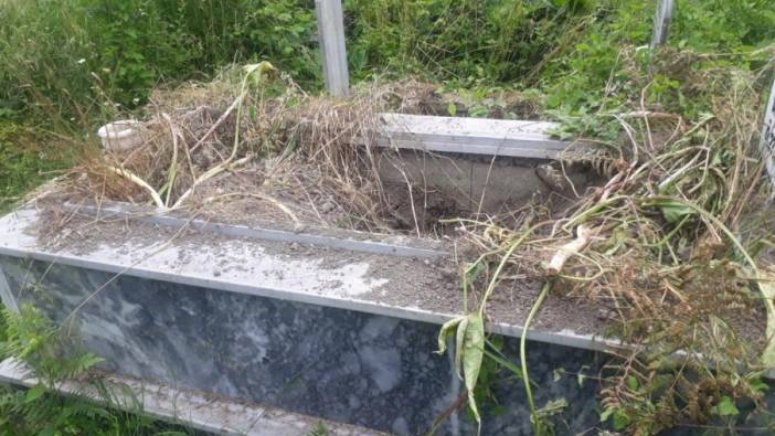 Kastamonu'da ayılar mezar kazdı
