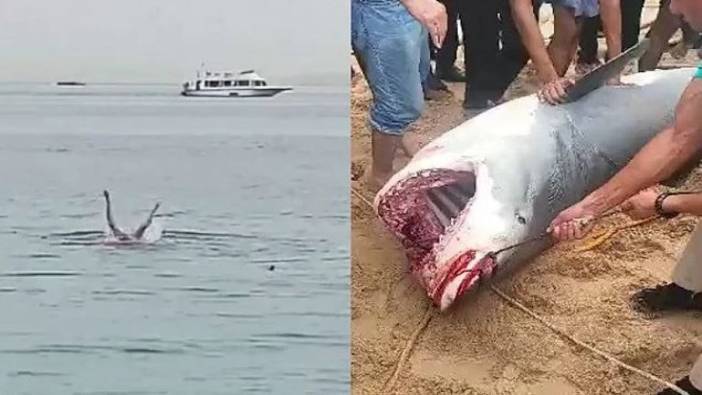 Rus turisti öldüren köpekbalığı mumyalandı