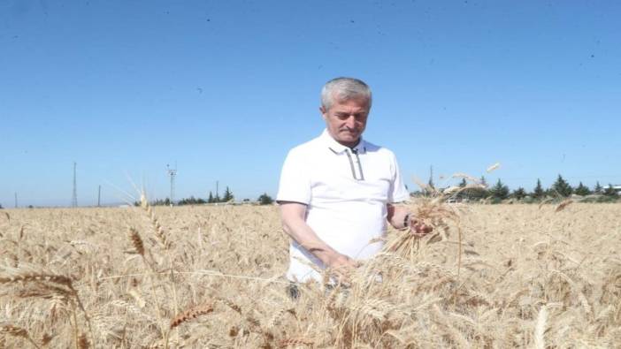 Gaziantep'te hububat hasadı başladı