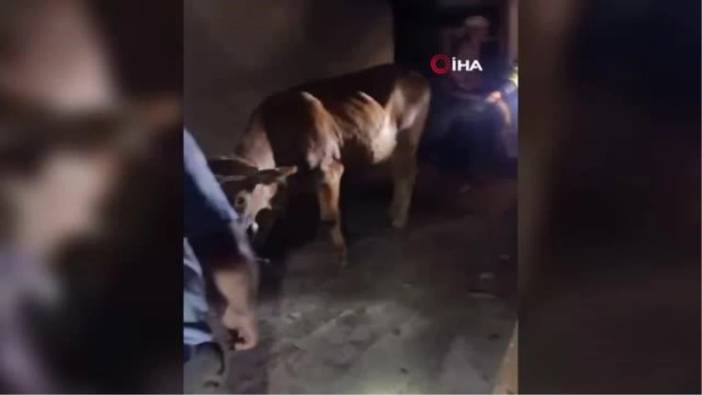 Karabük'te evin çatı katına çıkan inek itfaiye ekiplerince indirildi