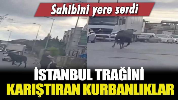 Sahibini yere serdi: İstanbul trafiğini karıştıran kurbanlıklar