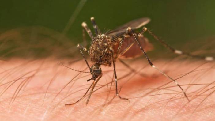 AB'den korkutan sivrisinek açıklaması
