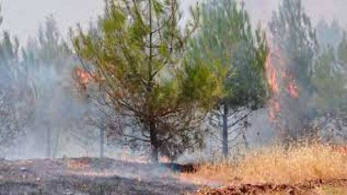 Adana’da orman yandı! 3 dönüm makilik alan zarar gördü!