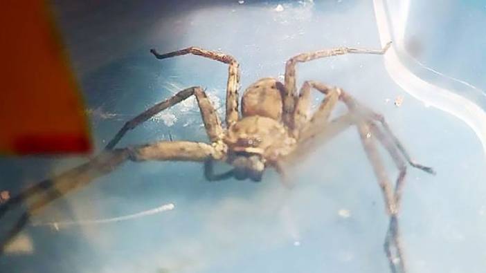 İskoçya'ya valiz içinde gelen bir Afrika avcı örümceği bulundu