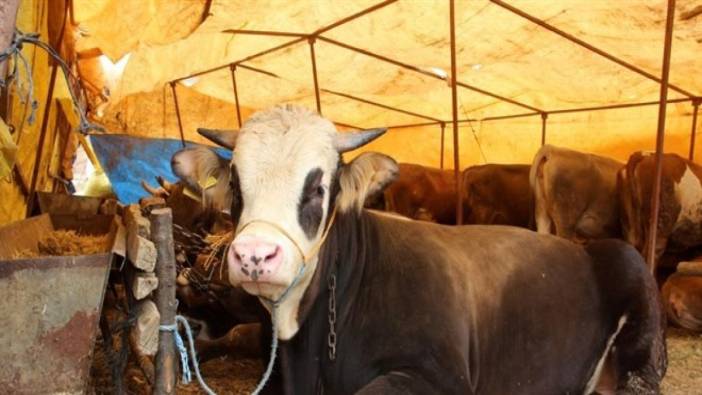 Kastamonu'da şap alarmı: Hayvan pazarı kapatıldı