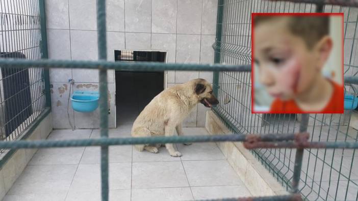 Bursa'da köpeğin saldırdığı çocuk yaralandı