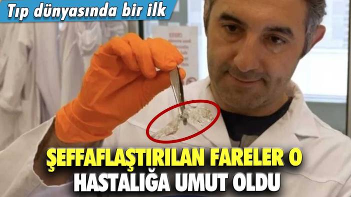 Tıp dünyasında bir ilk!  Şeffaflaştırılan fareler o hastalığa umut oldu