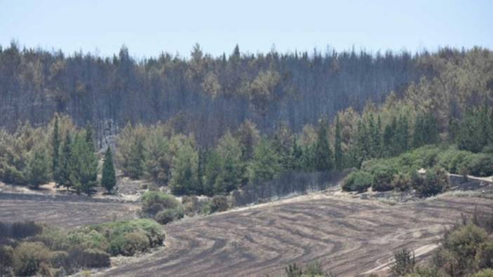 İzmir'in 2 ilçesinde çıkan orman yangınlarının bilançosu ağır: 390 hektar yandı