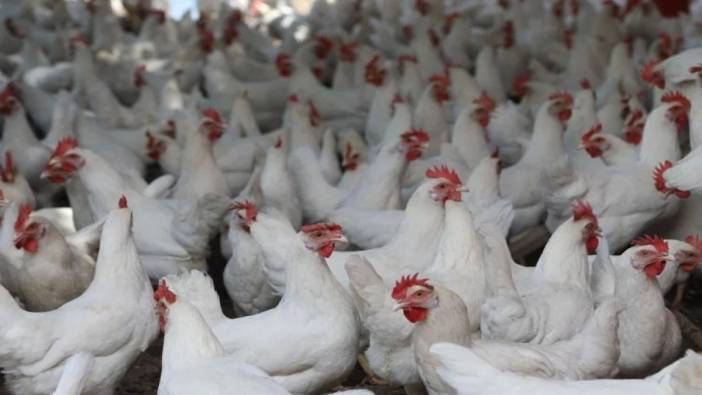 Çin'de bir çiftlikte 4 bin tavuk sıcak nedeniyle telef oldu