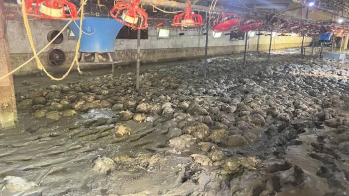 Zonguldak'ta çiftliği sel vurdu: Binlerce tavuk öldü