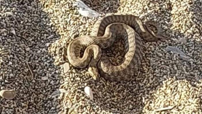 Zonguldak sahilinde zehirli yılan paniği