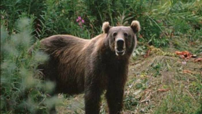 Sinop'ta ayı saldırısı: 1 yaralı