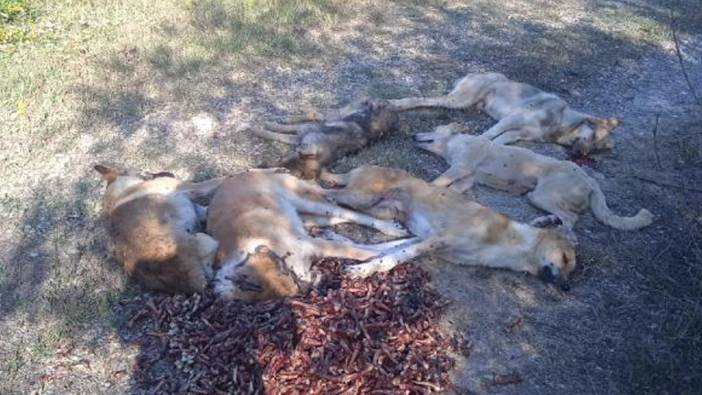 Bolu'da ormanda 6 köpek zehirlenmiş halde bulundu