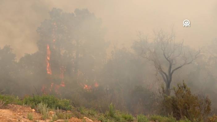 Orman yangınlarında 8 hektarlık alan kül oldu
