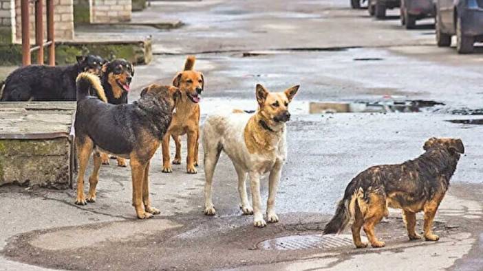 İstanbul Valisi Gül'den sokak köpekleriyle ilgili talimat geldi!