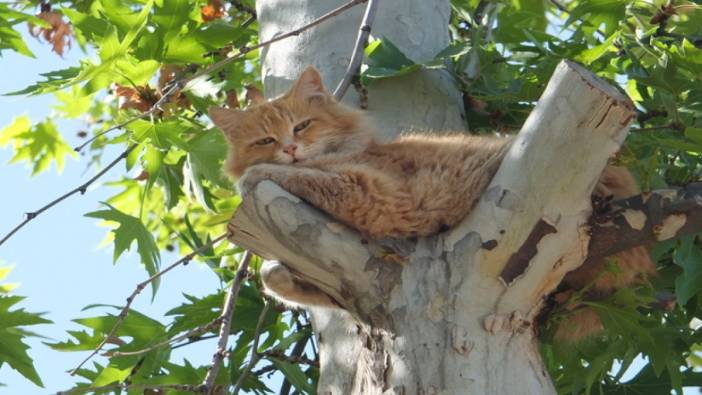 Köpekten kaçan kedi ağaçta mahsur kaldı