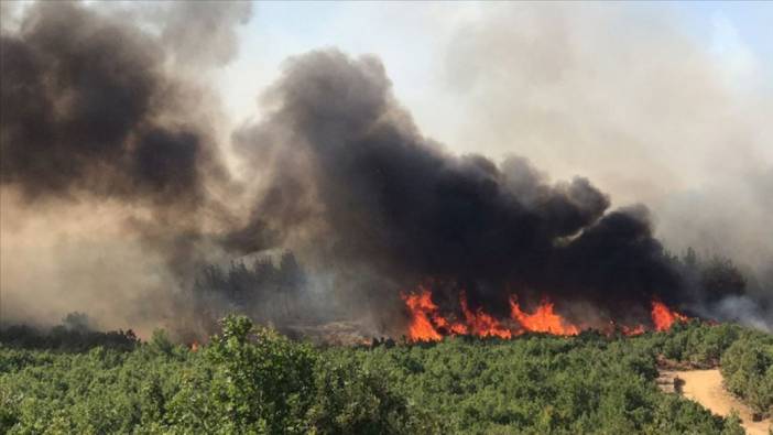 Edirne'de orman yangını söndürüldü